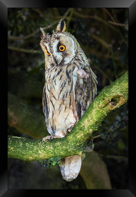  Long-Eared Owl Framed Print by Ian Duffield