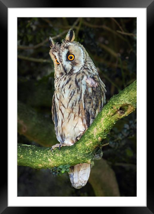  Long-Eared Owl Framed Mounted Print by Ian Duffield