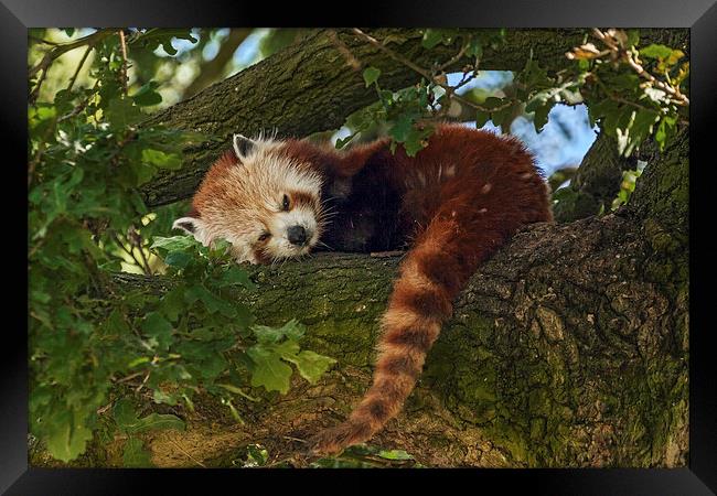  Red Panda at rest Framed Print by Ian Duffield