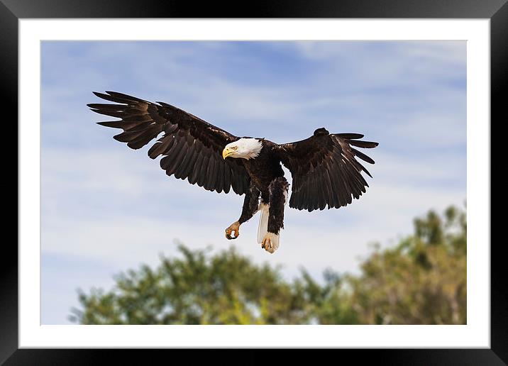 Bald Eagle Landing  Framed Mounted Print by Ian Duffield