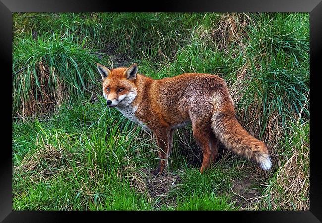  Wary Fox Framed Print by Ian Duffield