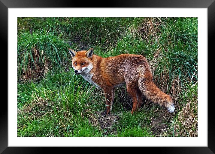  Wary Fox Framed Mounted Print by Ian Duffield