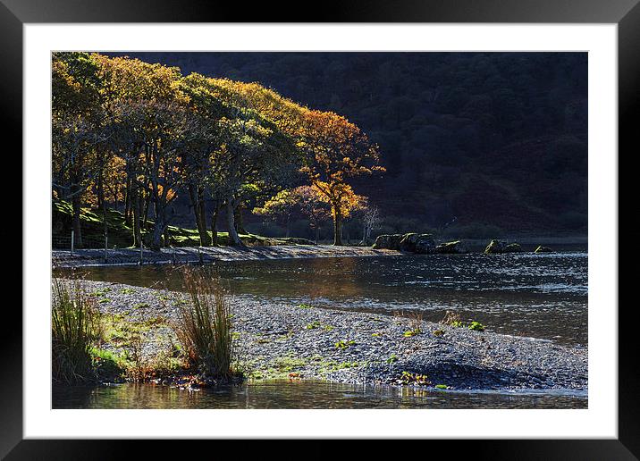  Backlit trees at Crummock Water Framed Mounted Print by Ian Duffield