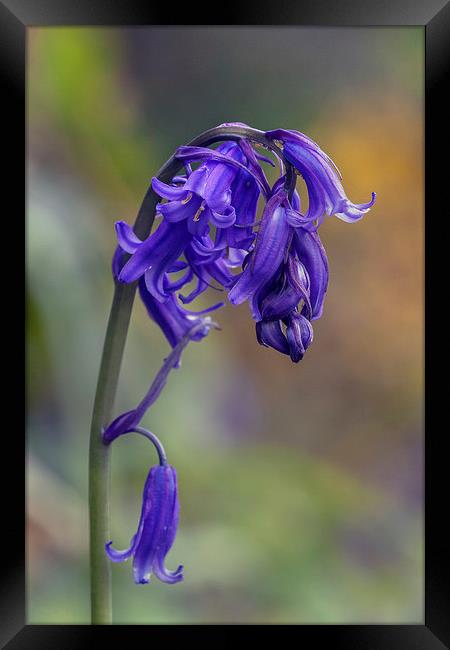  Beautiful bluebell standing proud Framed Print by Ian Duffield