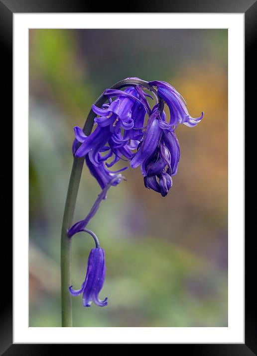  Beautiful bluebell standing proud Framed Mounted Print by Ian Duffield