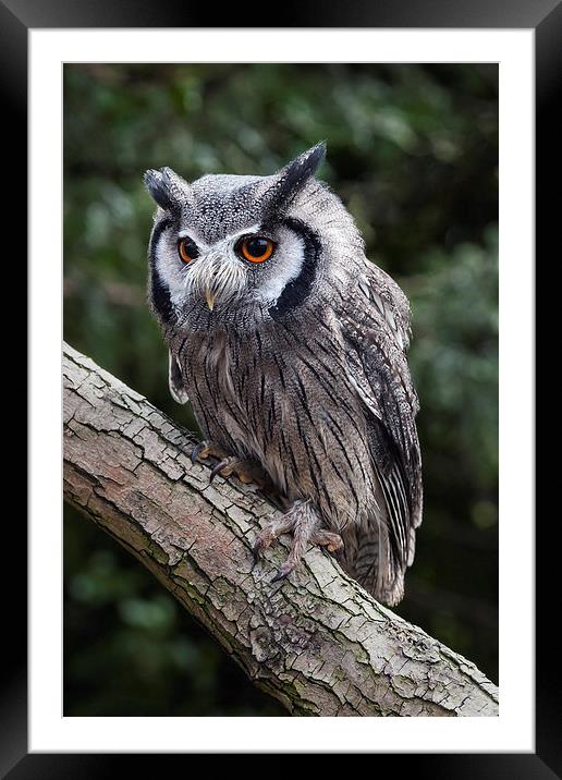  White-faced owl Framed Mounted Print by Ian Duffield