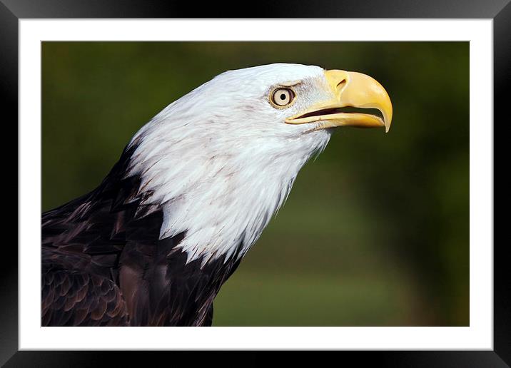  Bald Eagle Profile Framed Mounted Print by Ian Duffield