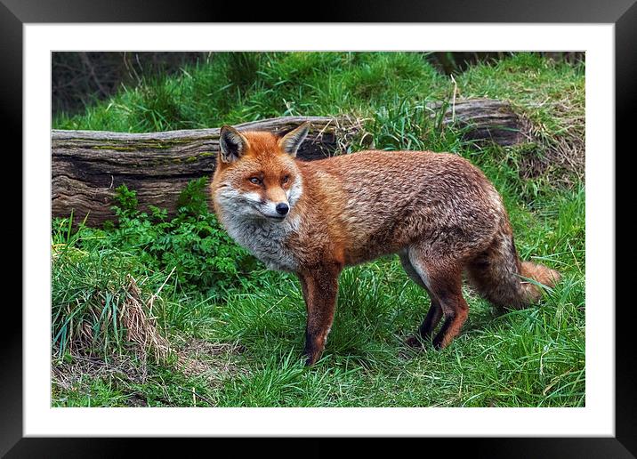  Fox in the Countryside Framed Mounted Print by Ian Duffield