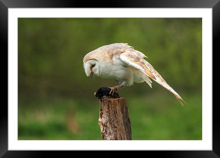  Barn owl contemplates lunch Framed Mounted Print by Ian Duffield