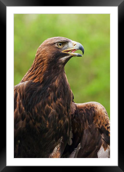  Golden eagle portrait Framed Mounted Print by Ian Duffield
