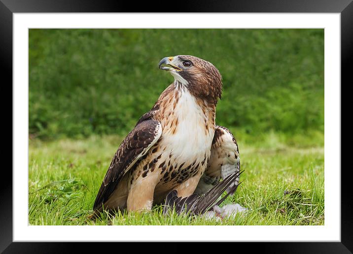  Red-tailed hawk with pigeon Framed Mounted Print by Ian Duffield
