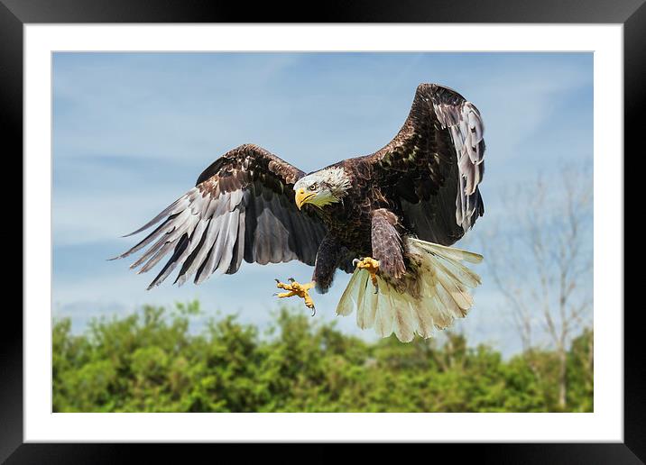  Bald Eagle coming down. Framed Mounted Print by Ian Duffield