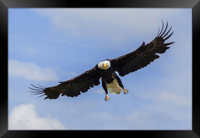  Bald eagle in flight. Framed Print by Ian Duffield
