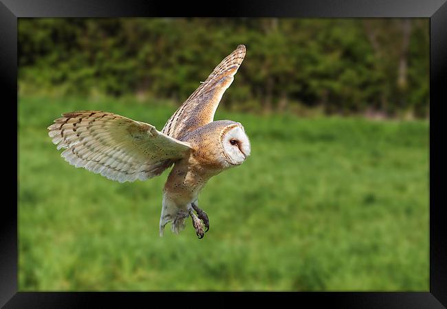 Barn owl flying by  Framed Print by Ian Duffield