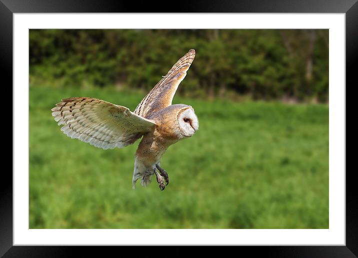 Barn owl flying by  Framed Mounted Print by Ian Duffield