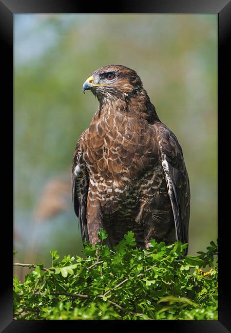  Buzzard on hawthorn. Framed Print by Ian Duffield