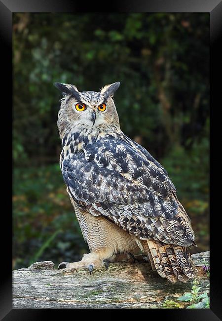  Eagle owl on a log. Framed Print by Ian Duffield