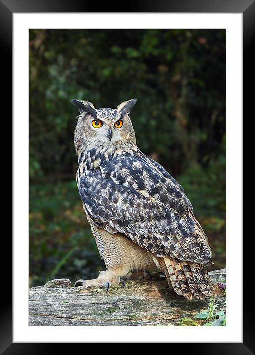  Eagle owl on a log. Framed Mounted Print by Ian Duffield