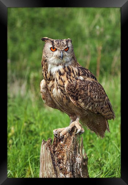 Magnificent Eagle Owl on Tree Stump.  Framed Print by Ian Duffield