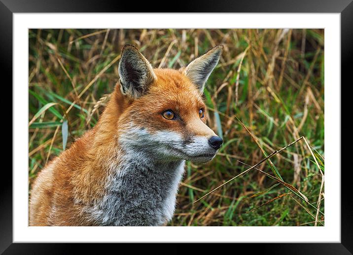  Fox in the grass. Framed Mounted Print by Ian Duffield