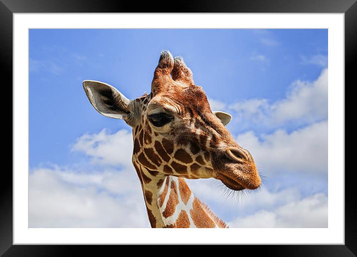  Curious Giraffe Framed Mounted Print by Ian Duffield