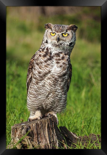Great Horned Owl leaning over.  Framed Print by Ian Duffield