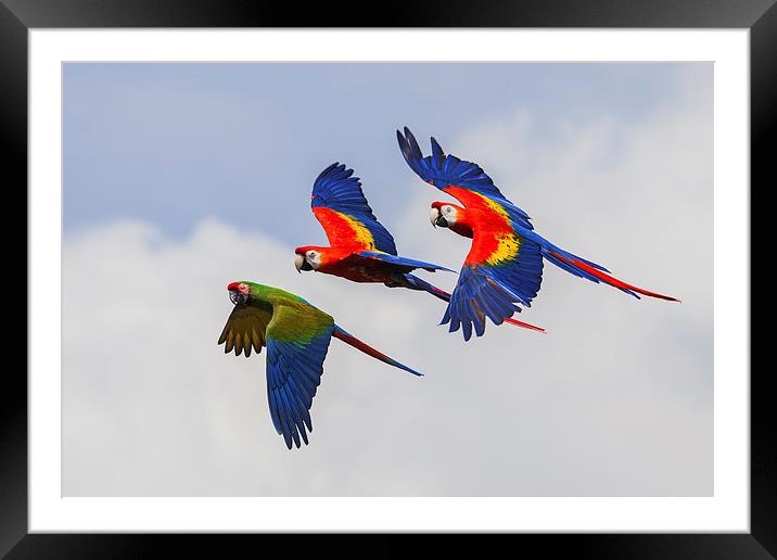  Multi-coloured macaws in flight, Framed Mounted Print by Ian Duffield