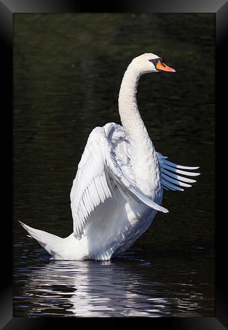  Standing Swan. Framed Print by Ian Duffield