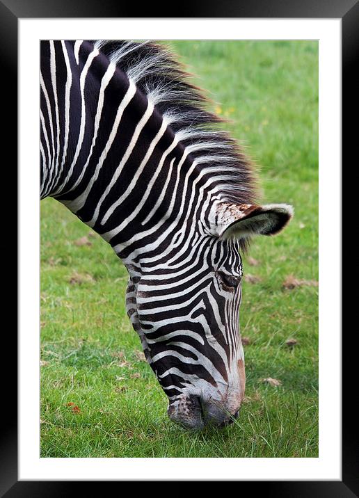 Grevy's Zebra grazing.  Framed Mounted Print by Ian Duffield