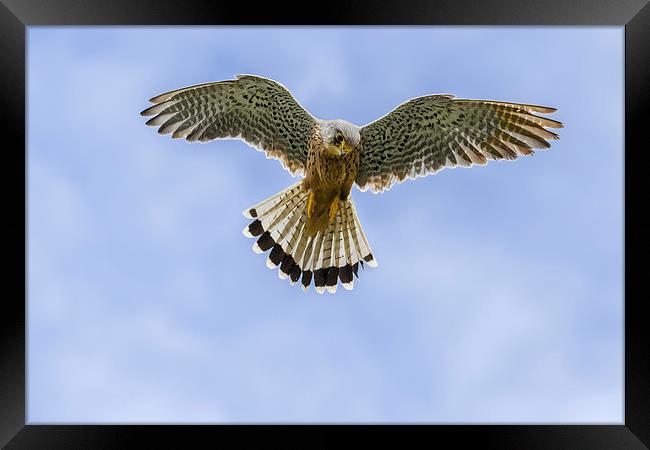  Kestrel hovering in a blue sky. Framed Print by Ian Duffield