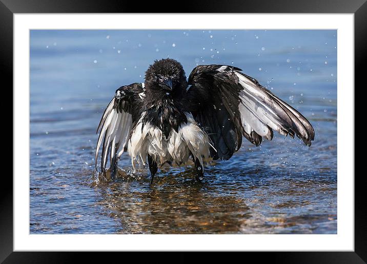  Bedraggled magpie having a bath. Framed Mounted Print by Ian Duffield