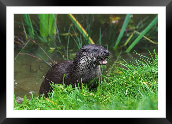  Otter emerging from the water Framed Mounted Print by Ian Duffield