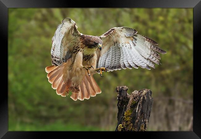  Red-tailed Hawk landing. Framed Print by Ian Duffield