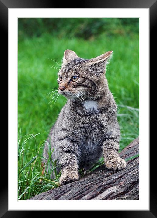  Scottish Wildcat kitten strikes a pose. Framed Mounted Print by Ian Duffield
