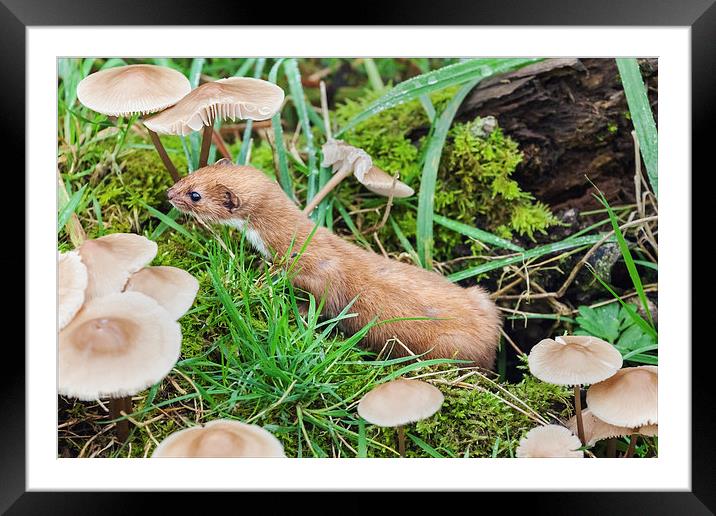 Weasel amongst the toadstools.  Framed Mounted Print by Ian Duffield