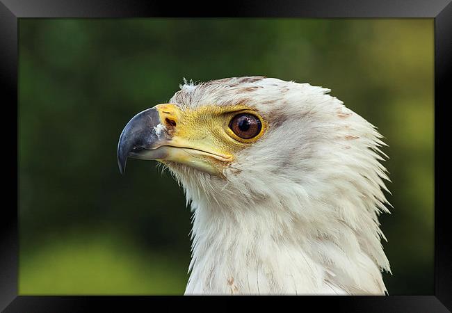  African fish eagle in profile. Framed Print by Ian Duffield