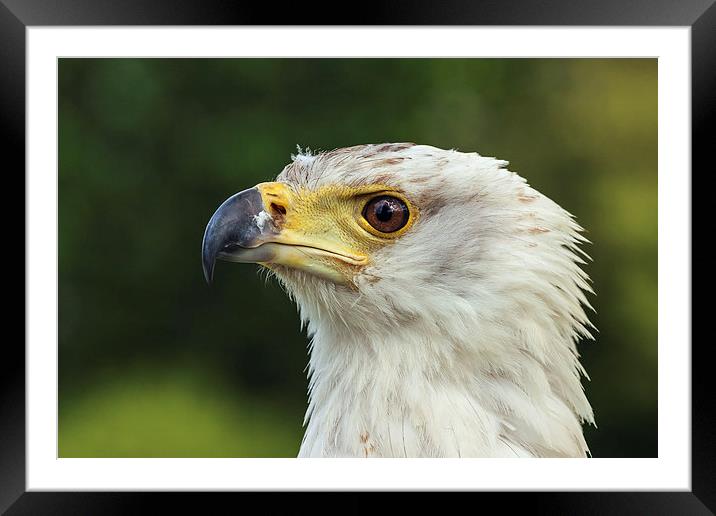  African fish eagle in profile. Framed Mounted Print by Ian Duffield