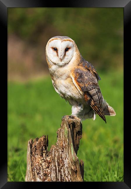  Barn Owl perched on a tree stump. Framed Print by Ian Duffield