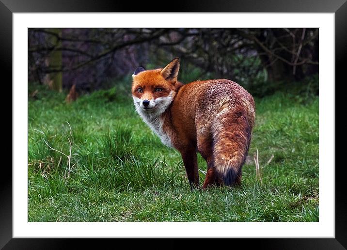  Wary fox looking back Framed Mounted Print by Ian Duffield