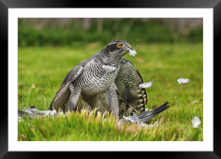 A plucking good time  Framed Mounted Print by Ian Duffield