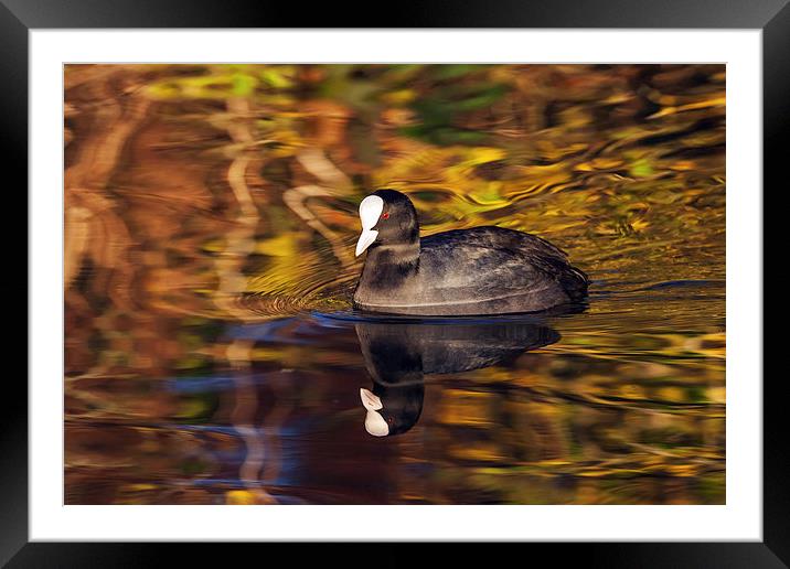  Coot swimming amongst amazing reflections. Framed Mounted Print by Ian Duffield