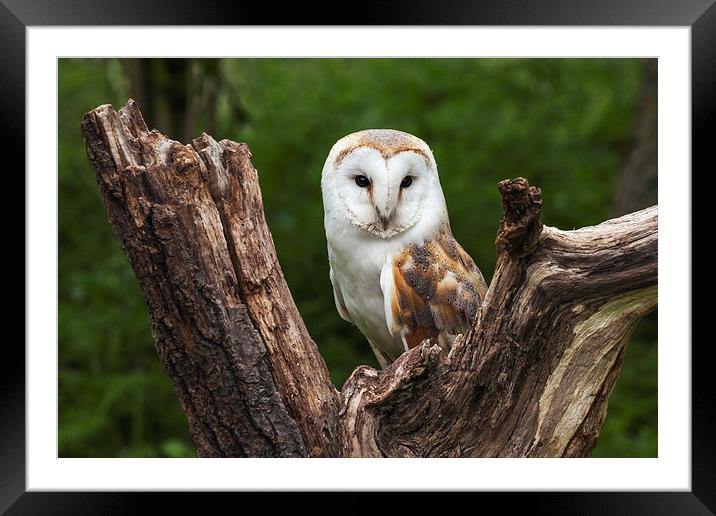  Barn owl perched in the fork of an old tree trunk Framed Mounted Print by Ian Duffield