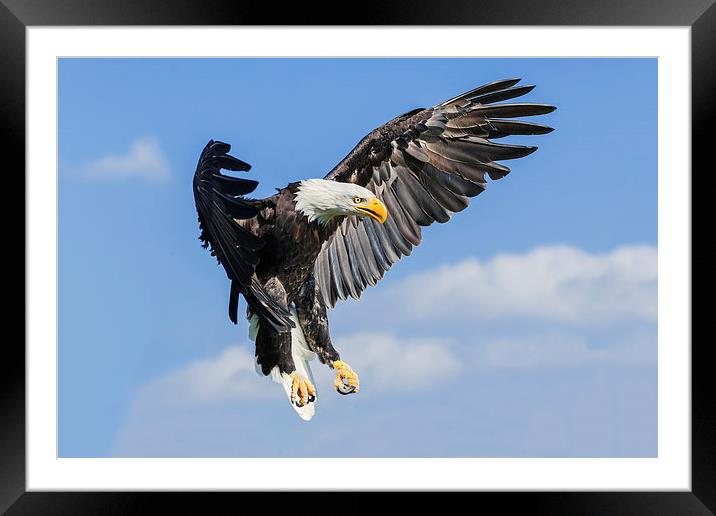 Bald Eagle coming down  Framed Mounted Print by Ian Duffield