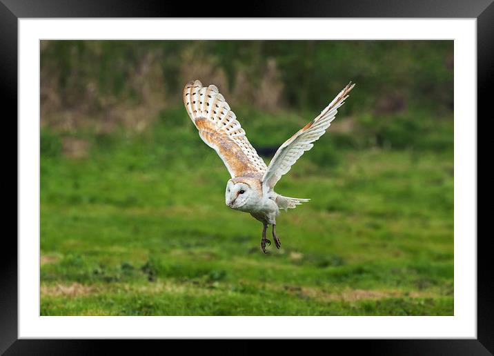 Barn owl quatering the fields.  Framed Mounted Print by Ian Duffield