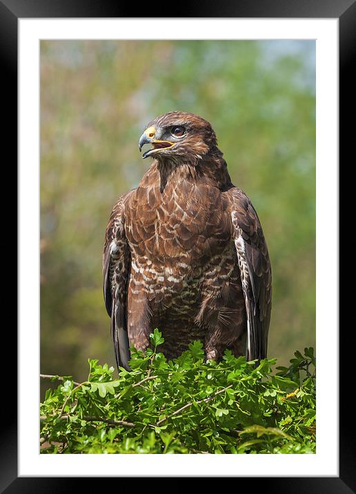  Buzzard perched in hawthorn. Framed Mounted Print by Ian Duffield
