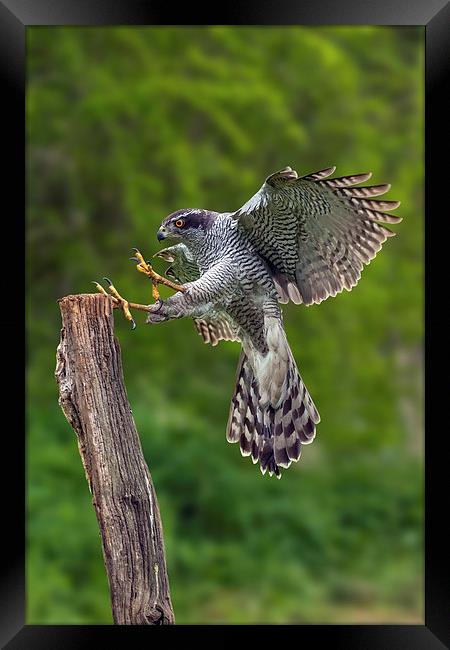 Goshawk landing on a wooden pole.  Framed Print by Ian Duffield