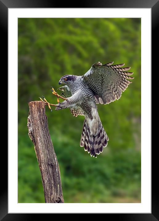 Goshawk landing on a wooden pole.  Framed Mounted Print by Ian Duffield