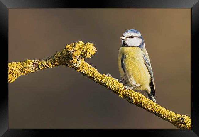  Blue tit standing on lichen covered branch Framed Print by Ian Duffield