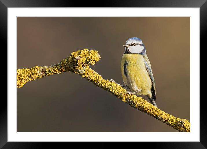  Blue tit standing on lichen covered branch Framed Mounted Print by Ian Duffield