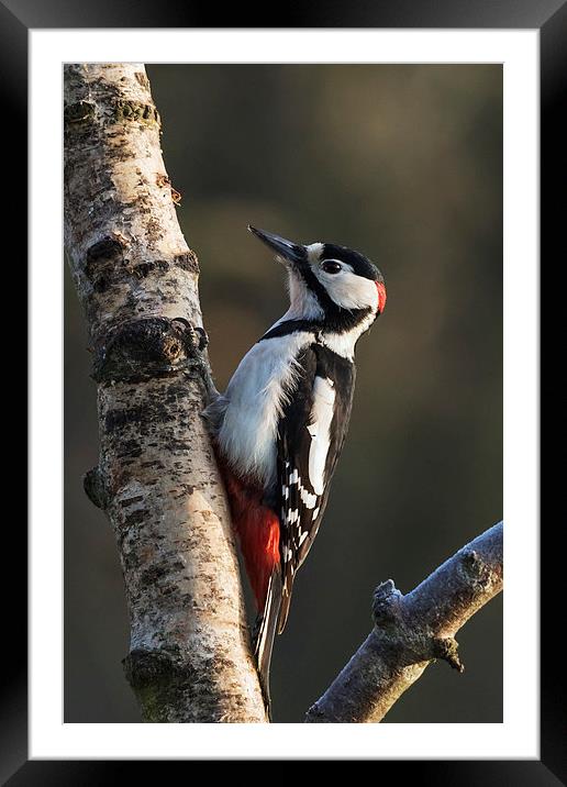  Greater Spotted Woodpecker on silver birch Framed Mounted Print by Ian Duffield